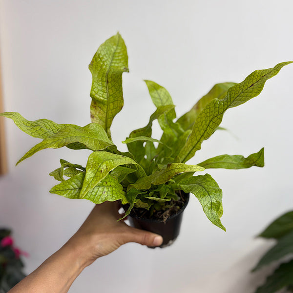 Microsorum Crocodyllus Crocodile Fern 100mm