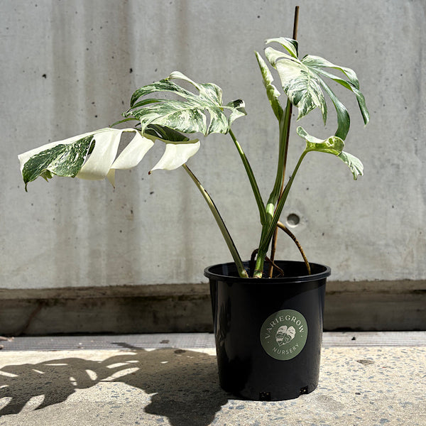 Monstera Borsigiana Albo Variegated Monstera 200mm