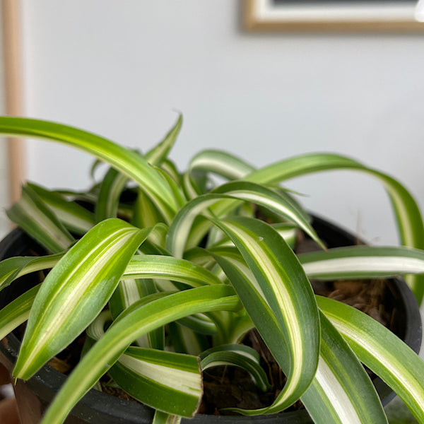 Chlorophytum Spider Plant Curly 100mm