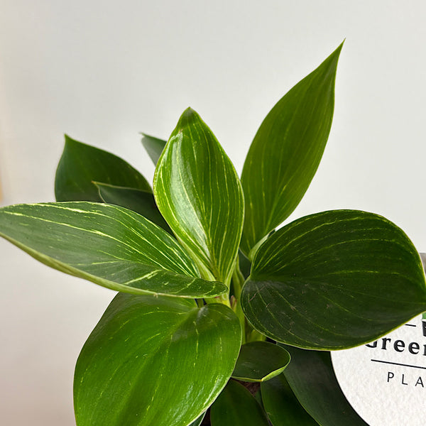 Philodendron Birkin in Small Oslo Pot Navy