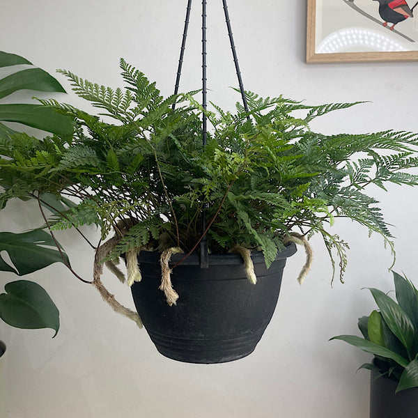 Humata Tyermanii Rabbit's Foot Fern 200mm Hanging