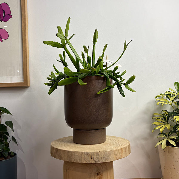 Rhipsalis in Comet Planter Coffee