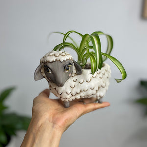 Spider Plant in Baby Black Sheep Pot White