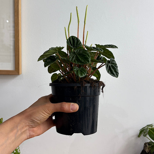 Peperomia Caperata Lilian 120mm