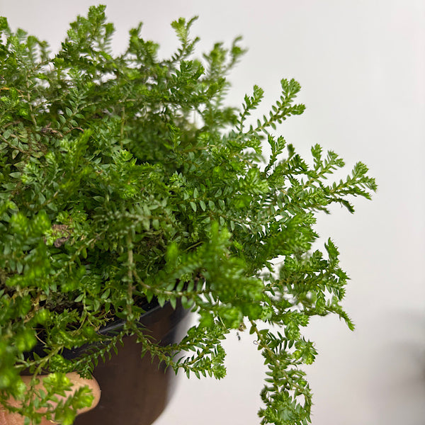 Selaginella Kraussiana Green Club Moss 120mm