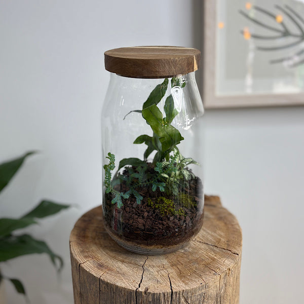 Fern & Fittonia Timber Lid Otto Terrarium