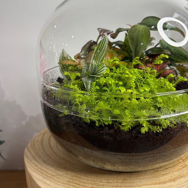 Enclosed Squat Dome Terrarium #2906
