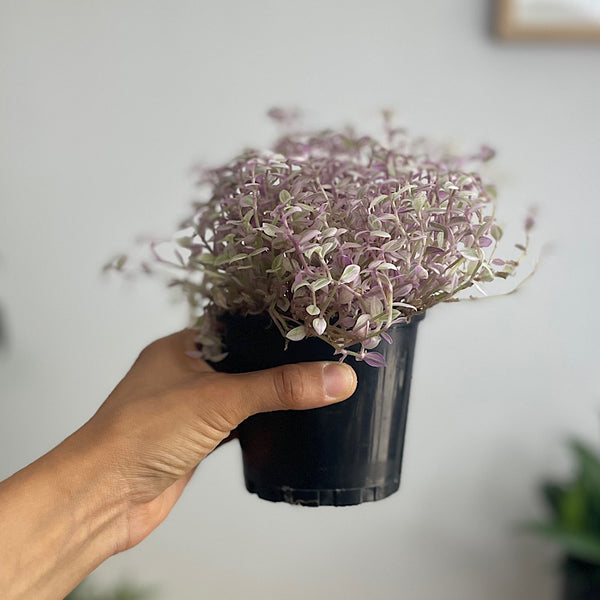 Callisia Repens Pink Panther 100mm