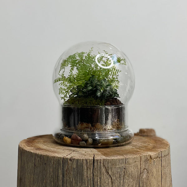 Enclosed Small Snow Globe Dome Terrarium