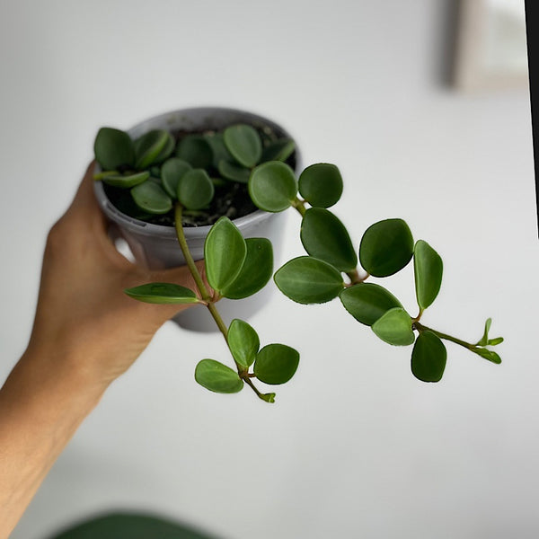 Peperomia Hope 105mm
