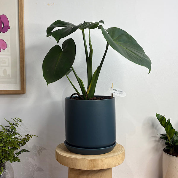 Monstera Deliciosa in Large Oslo Pot Navy