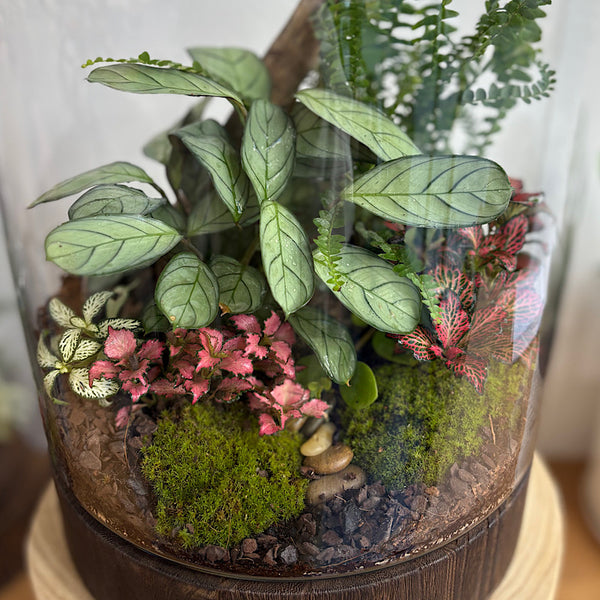 X-Large Helga Terrarium with Lush Forrest with Timber Base and Ball #0709