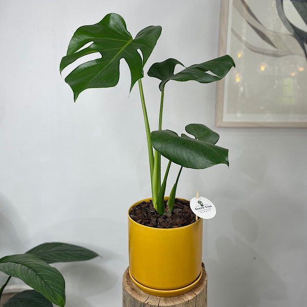 Monstera Deliciosa in Large Oslo Pot Tobacco