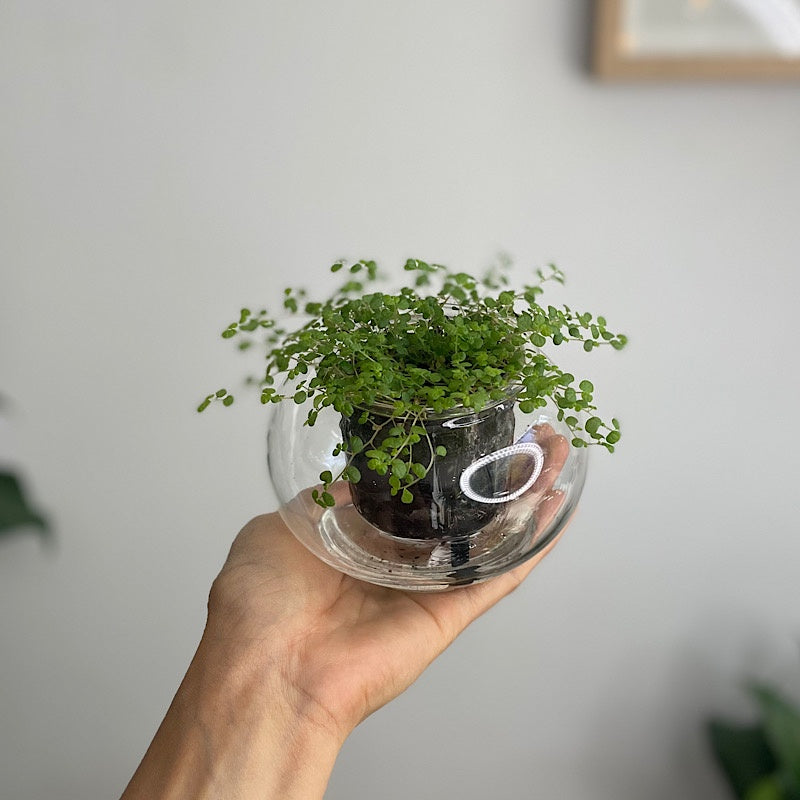 Indoor Plant  in Small Self Watering Glass Pot