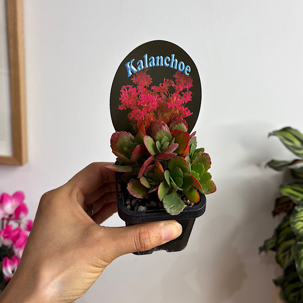 Kalenchoe Blossfeldiana Succulent 65mm