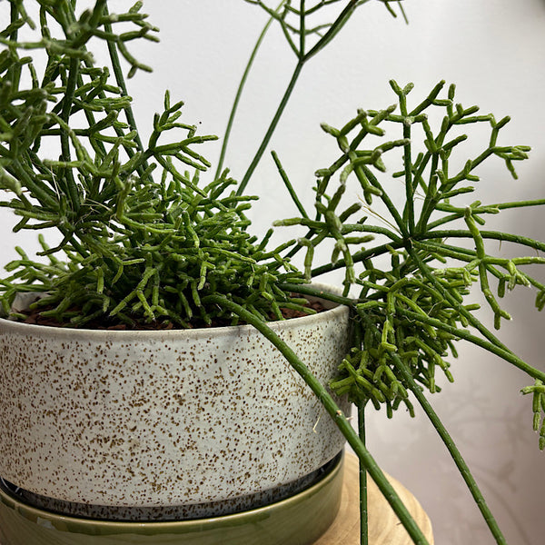 Rhipsalis Coral Cactus in Wide Pollock Pot Limestone