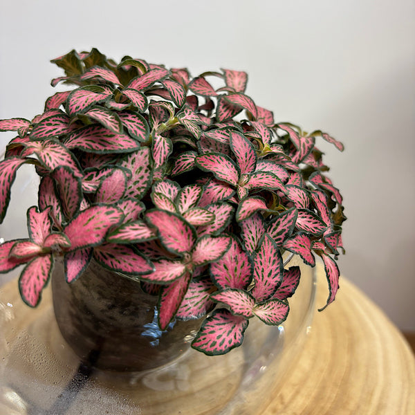 Fittonia Pink in Medium Tilted Self Watering Glass Pot