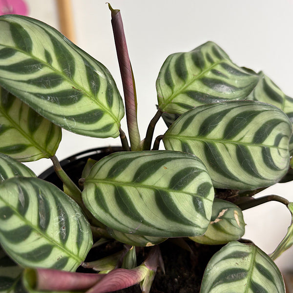 Ctenanthe Burle-Marxii 120mm