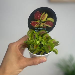 Venus Fly Trap 70mm