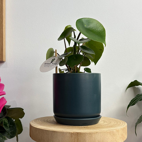 Peperomia Polybotrya Raindrop in Small Oslo Navy