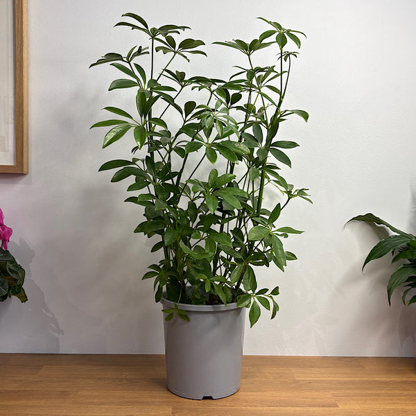 Schefflera Arboricola Dwarf Umbrella Tree 170mm