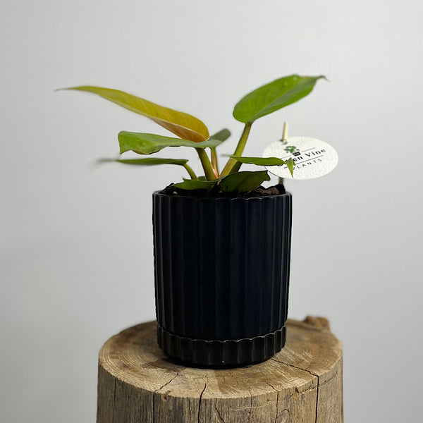 Philodendron Golden Melinonii in Small Athens Pot Black