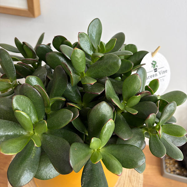 Crassula Ovata Succulent in Medium Oslo Pot Tobacco