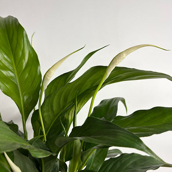 Peace Lily in Medium Orbit Pot Oatmeal