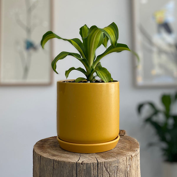 Happy Plant in Small Oslo Pot Tobacco