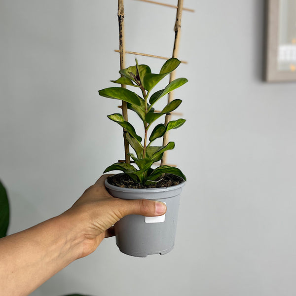 Hoya Australis Lisa 105mm