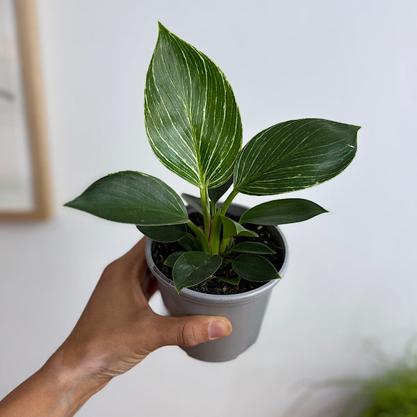 Philodendron Birkin 105mm