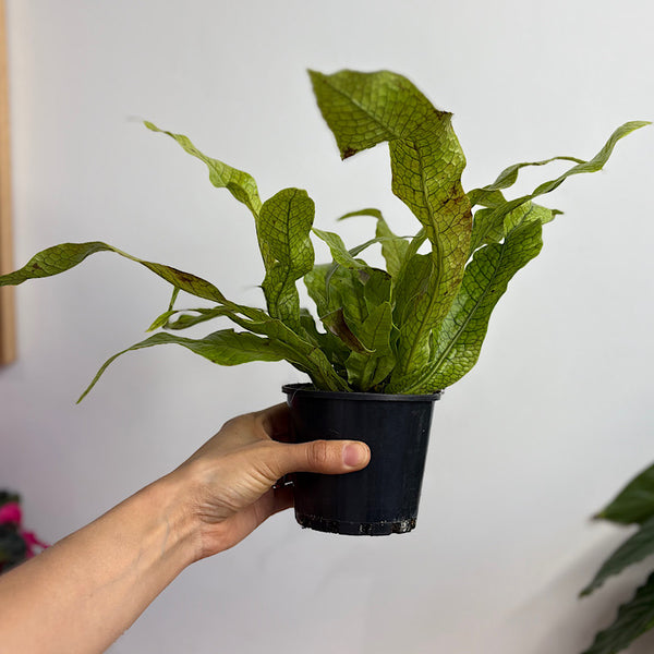 Microsorum Crocodyllus Crocodile Fern 100mm