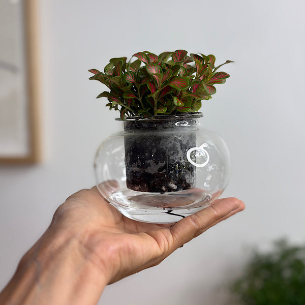 Fittonia in Small Self Watering Glass Pot