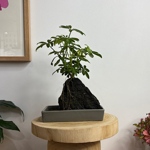 Schefflera Life on the Rocks in Charcoal Pot