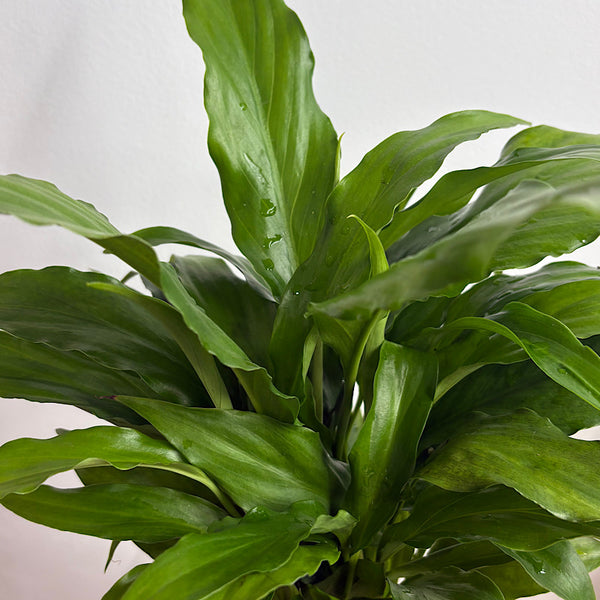 Peace Lily in Posy Squat Vase 15cm
