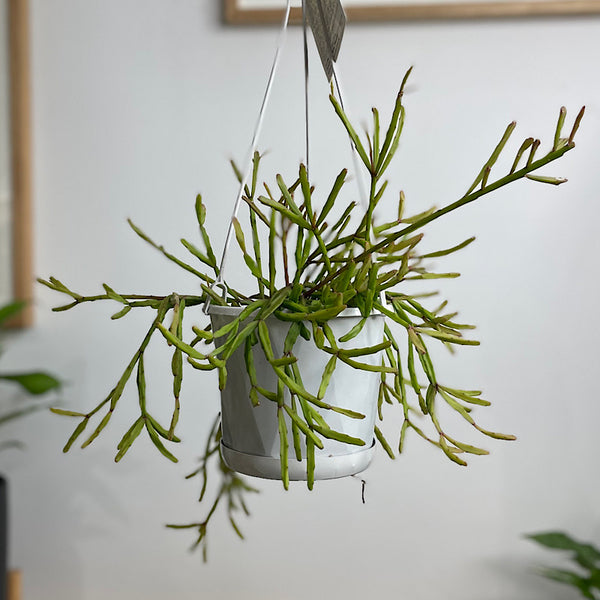 Rhipsalis Ewaldiana 130mm Hanging