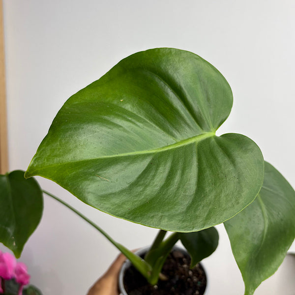 Monstera  Deliciosa 105mm