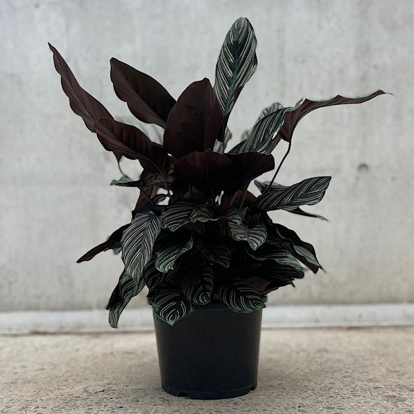 Calathea Ornata Sanderiana Pinstripe 200mm