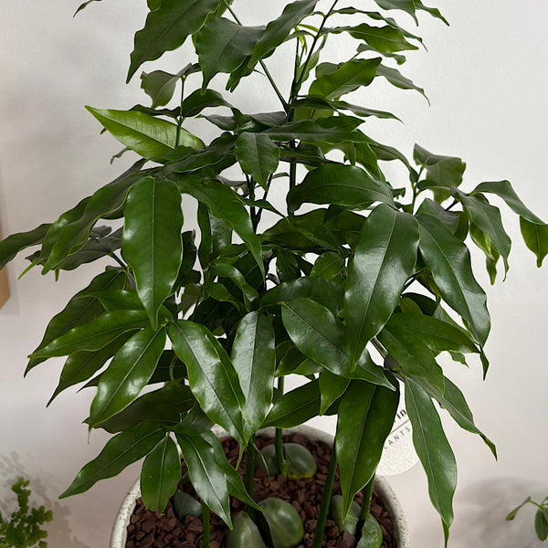 Magic Bean Forest in Large Wide Pollock Pot Limestone