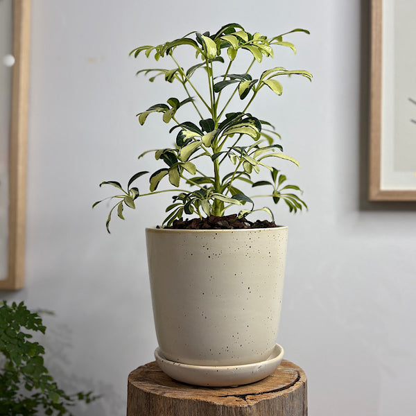 Variegated Umbrella Tree in Gerti Pot White Speckle