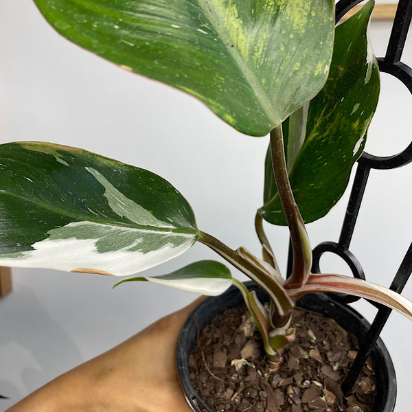 Philodendron White Knight 130mm