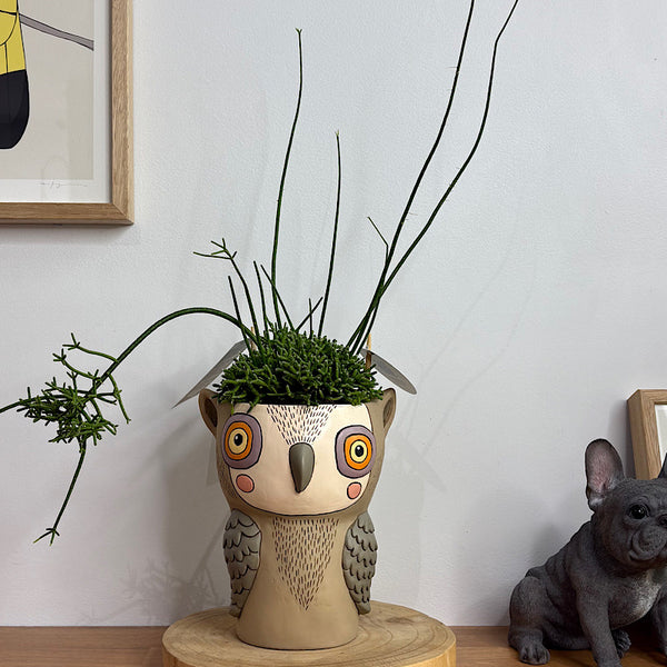 Rhipsalis in Hooty Owl Pot