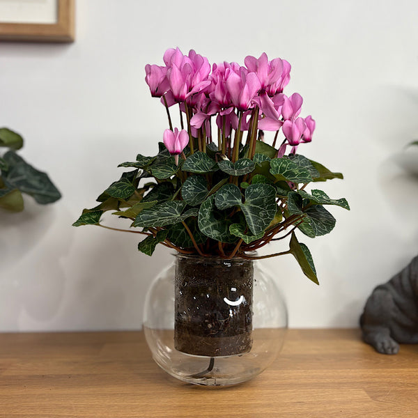 Cyclamen Pink in Medium Self Watering Glass Pot