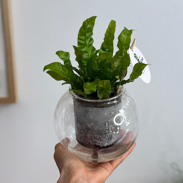 Fern in Medium Self Watering Glass Pot