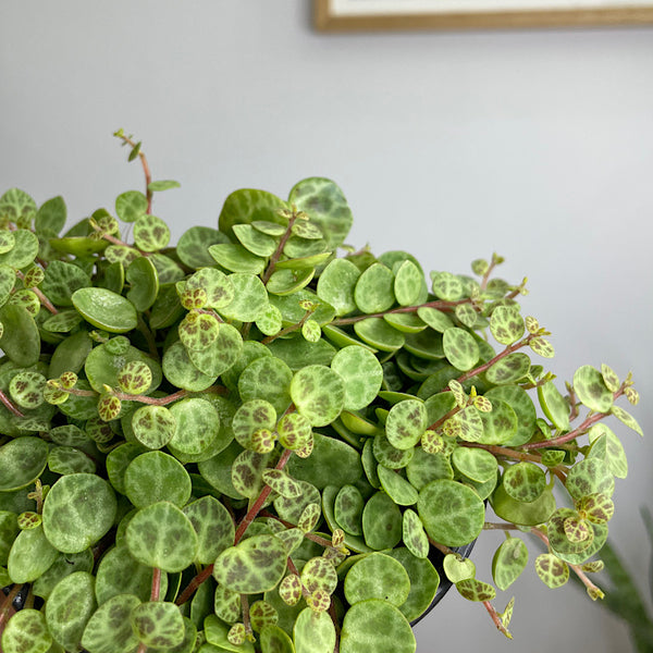 Peperomia Prostrata String of Turtles 100mm