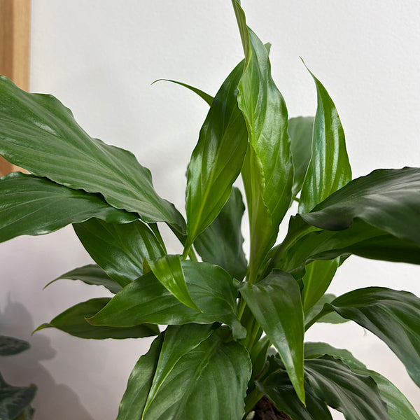Peace Lily in Small Oslo Pot Dusty Rose