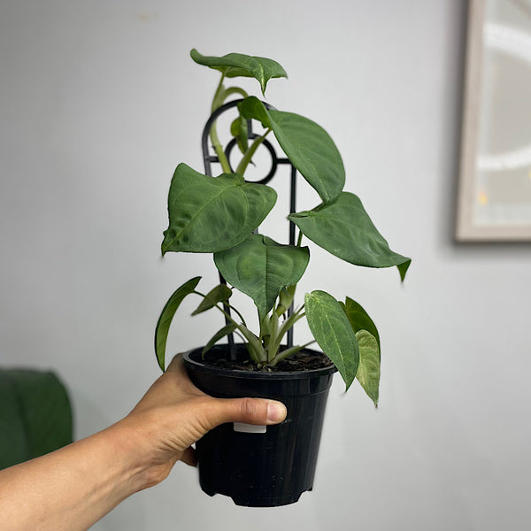 Syngonium Frosted Heart 130mm