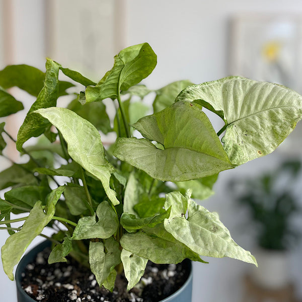 Syngonium in Large Oslo Pot Navy
