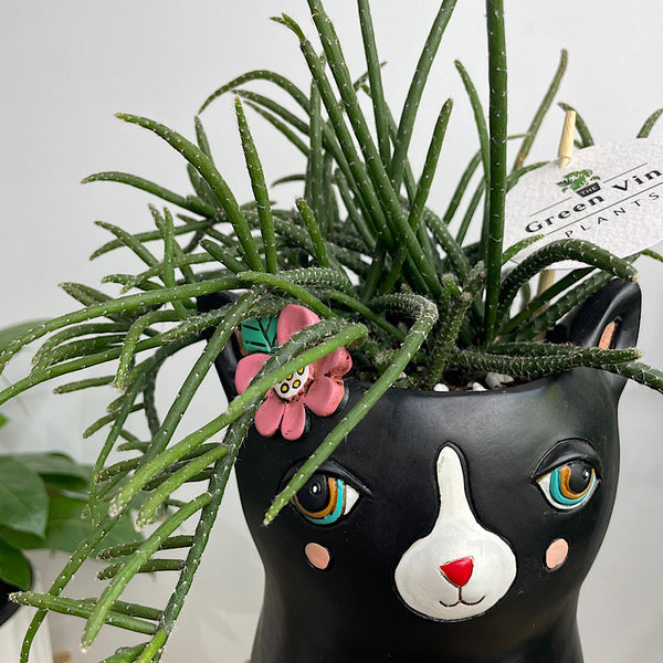 Rhipsalis in Black Pretty Kitty Pot