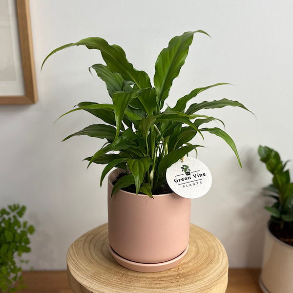 Peace Lily in Small Oslo Pot Peach